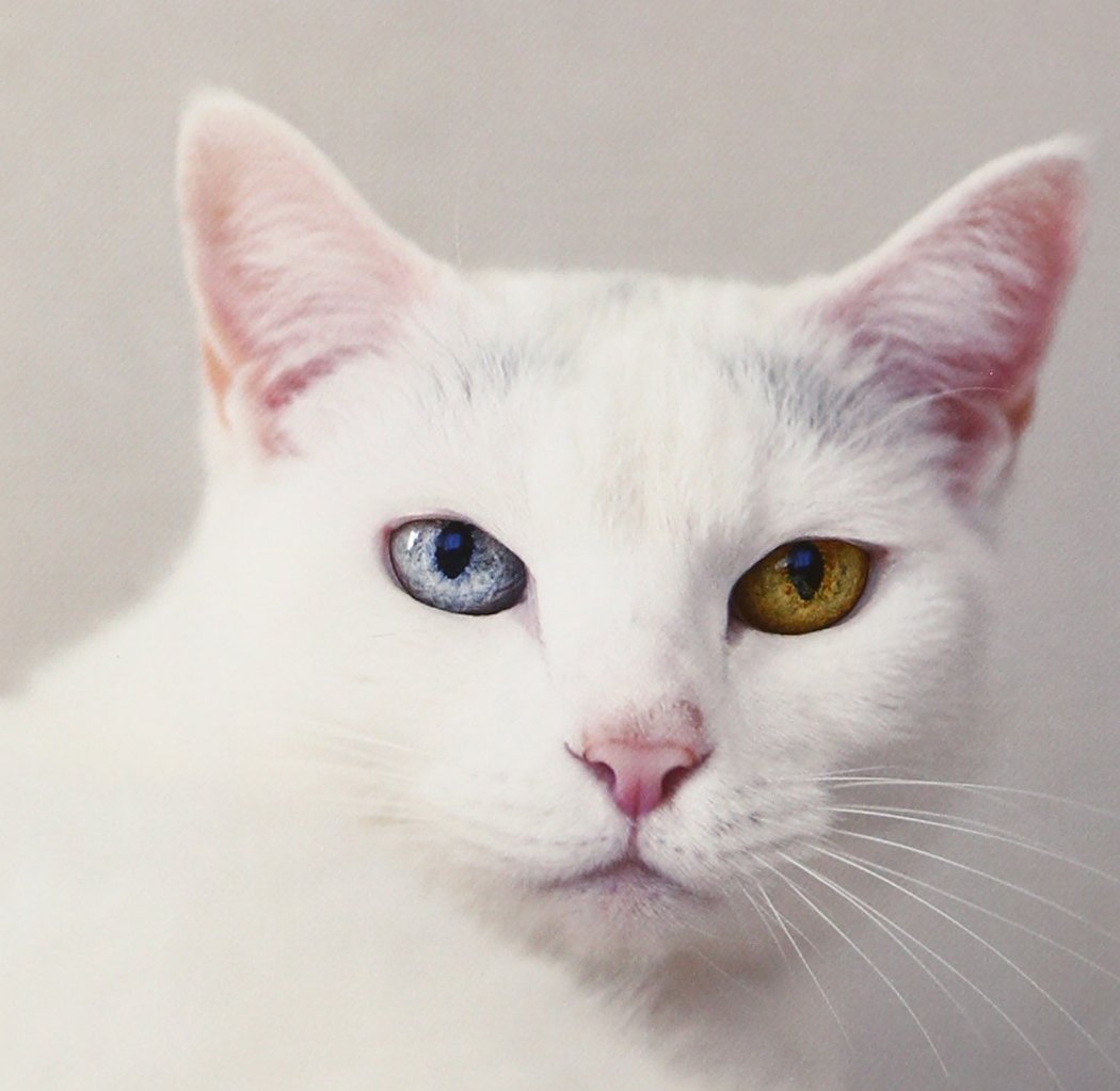 Amazon.co.jp: 月と太陽: ミュージック